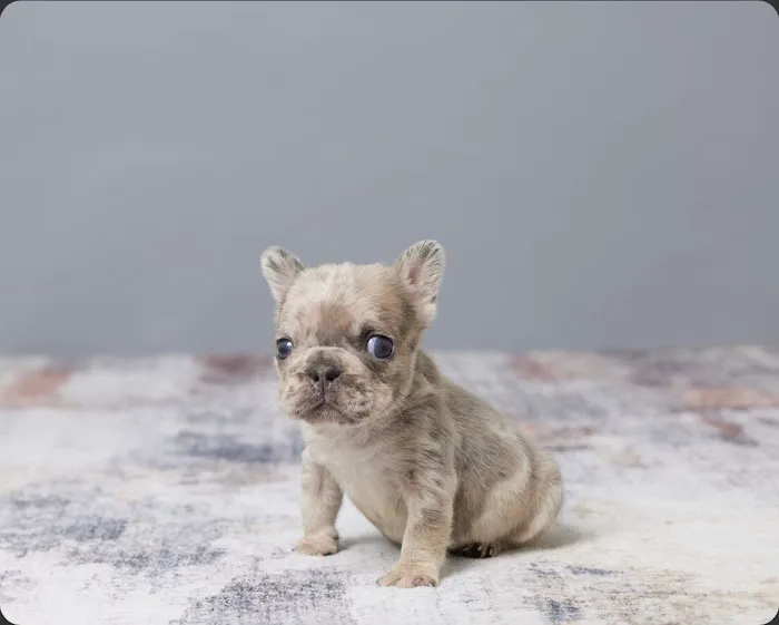 French bulldog Home 4
