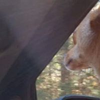 Animal Care Center ico