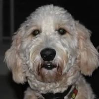 Cashiers Village Veterinary ico