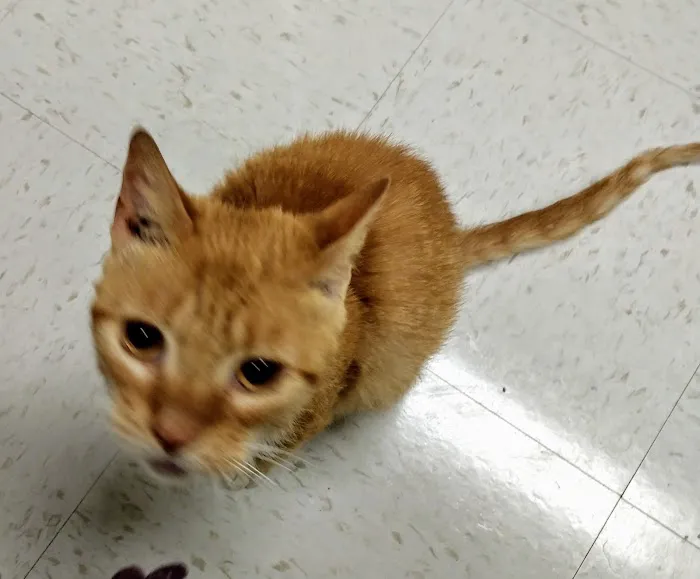 Sylva Animal Hospital 1