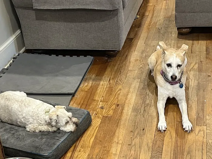 Sylva Animal Hospital 4