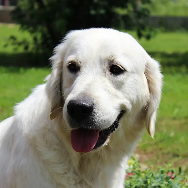 Balsam Animal Hospital 2