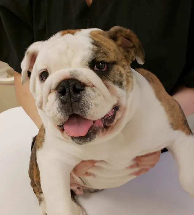 Balsam Animal Hospital 1