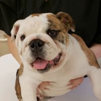 Balsam Animal Hospital ico