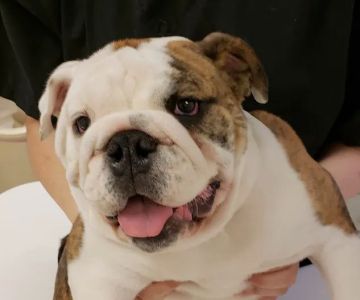 Balsam Animal Hospital
