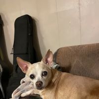 Animal Hospital of Waynesville ico