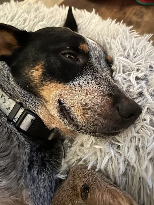 Animal Hospital of Waynesville 6