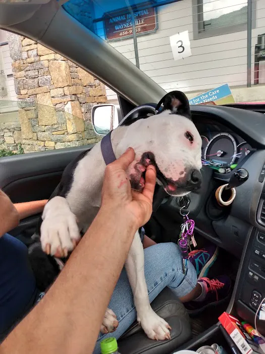 Animal Hospital of Waynesville: Harrington Joel DVM 2