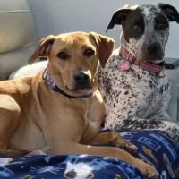 Maple Tree Veterinary Hospital and Dog Camp ico