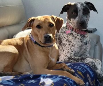 Maple Tree Veterinary Hospital and Dog Camp