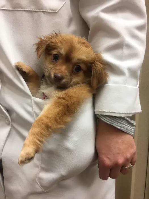 Maple Tree Veterinary Hospital and Dog Camp 2