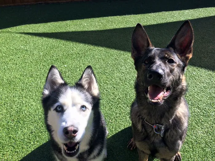 Maple Tree Veterinary Hospital and Dog Camp 10