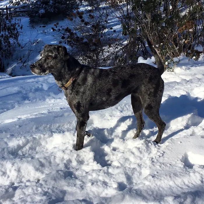Maple Tree Veterinary Hospital and Dog Camp 8