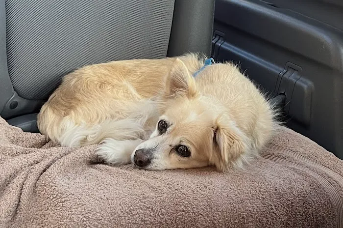 Junaluska Animal Hospital 6