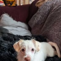 PetVet Vaccination Clinic ico