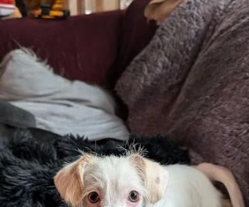 PetVet Vaccination Clinic