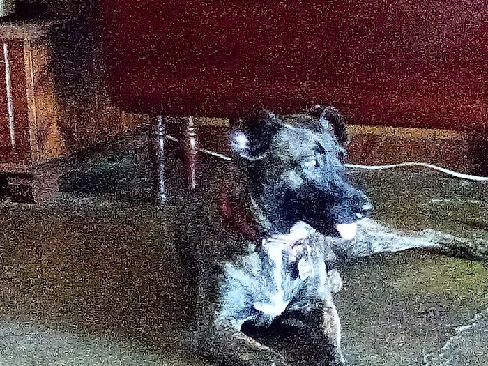 Lewisburg Animal Hospital 4