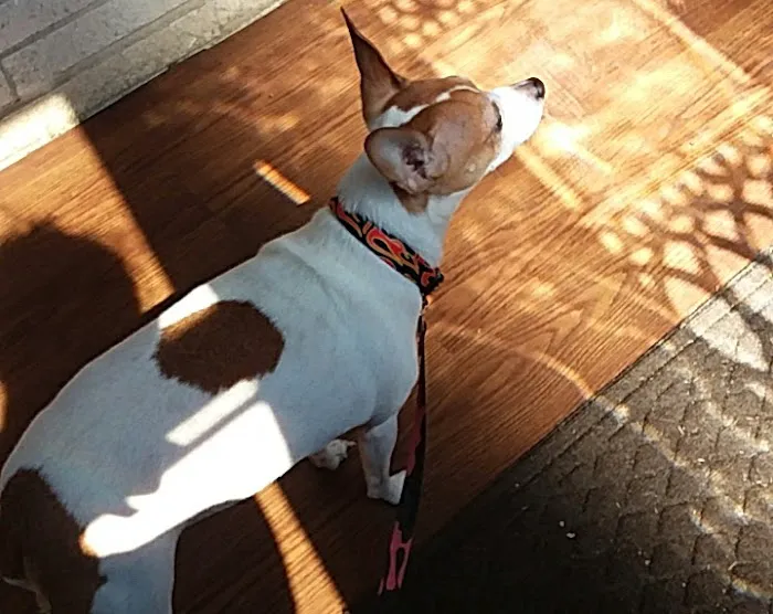 Meredith-Warner Animal Clinic 7