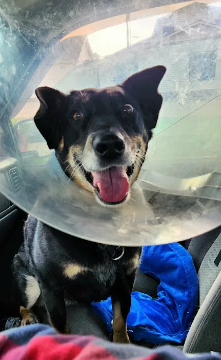 Companion Animal Hospital of Lewisburg TN 3