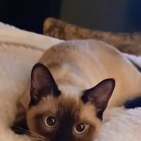 Companion Animal Hospital of Lewisburg TN ico