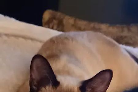 Companion Animal Hospital of Lewisburg TN