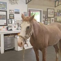Equine Services LLC ico