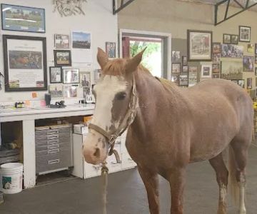 Equine Services LLC