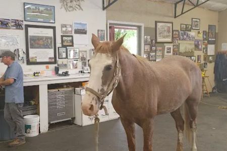 Equine Services LLC
