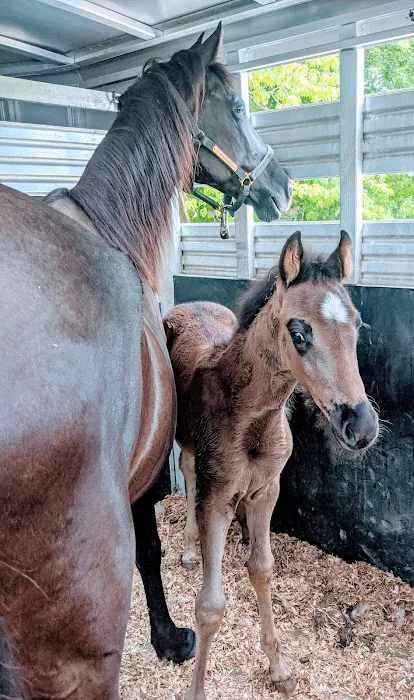 Equine Services LLC 6