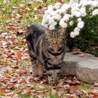 Southern Alliance Spay Neuter Clinic ico