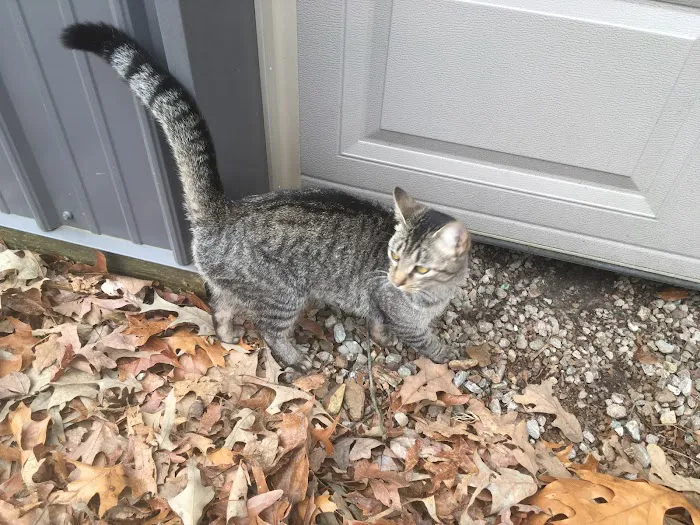 Southern Alliance Spay Neuter Clinic 3