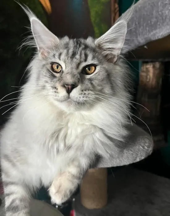 EuroMoon Maine Coons 2