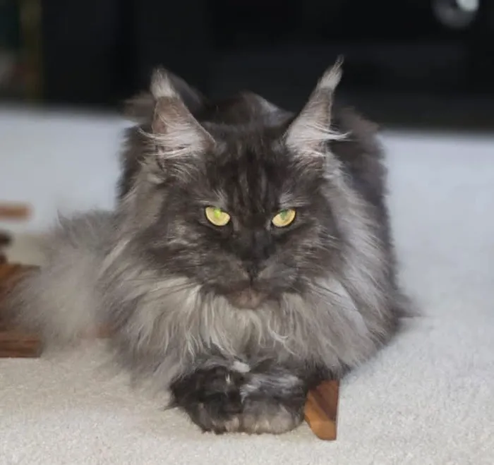 EuroMoon Maine Coons 1
