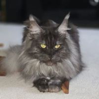 EuroMoon Maine Coons ico