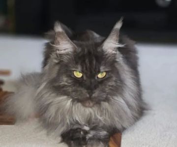 EuroMoon Maine Coons