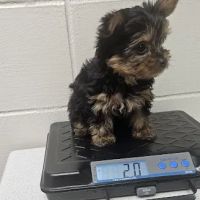 Berry Animal Hospital ico