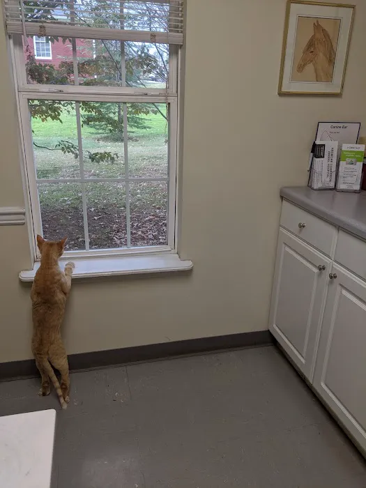 Ardmore Companion Animal Hospital 10