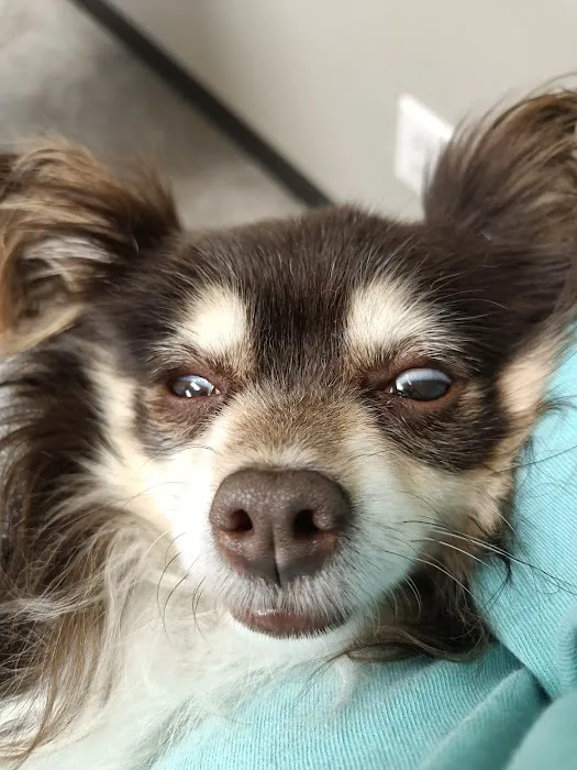 Ardmore Companion Animal Hospital 7
