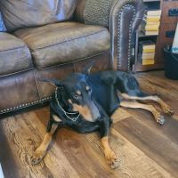 Ardmore Companion Animal Hospital ico