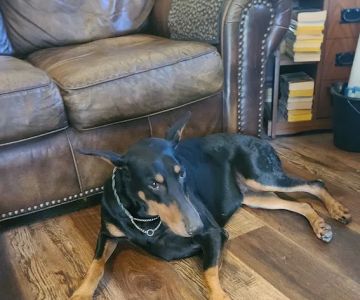Ardmore Companion Animal Hospital