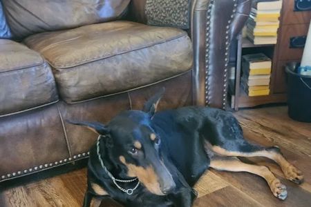 Ardmore Companion Animal Hospital