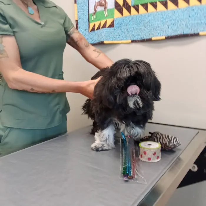 Ardmore Companion Animal Hospital 9
