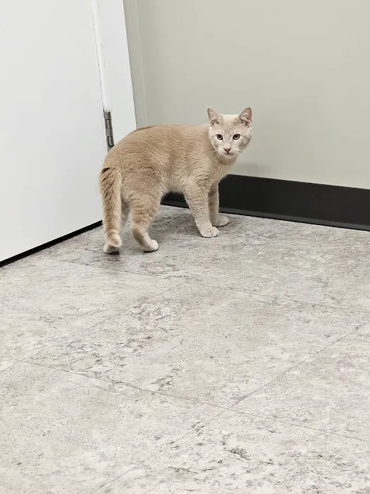 Ardmore Companion Animal Hospital 6