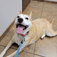 Countryside Veterinary Hospital ico