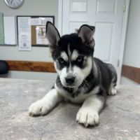 DeKalb Animal Clinic ico