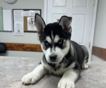 DeKalb Animal Clinic