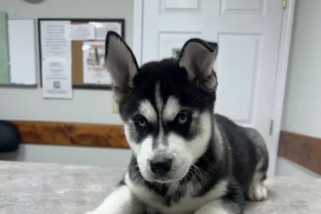DeKalb Animal Clinic