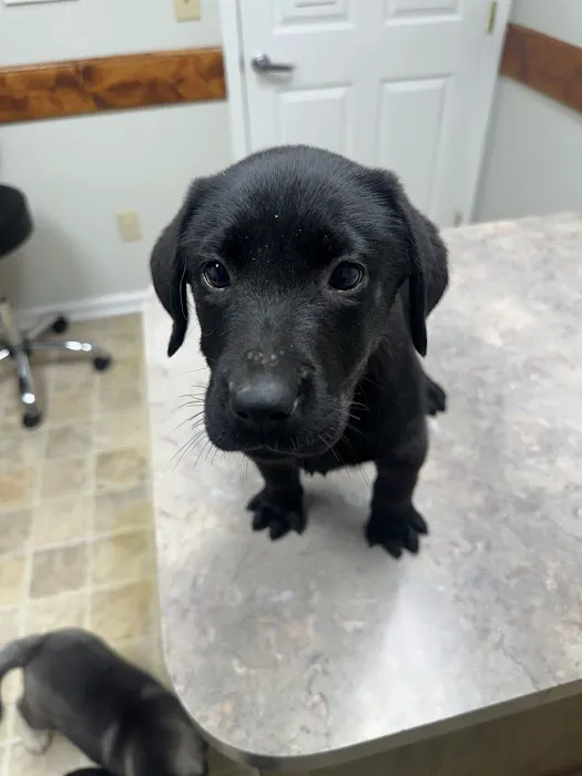 DeKalb Animal Clinic 12