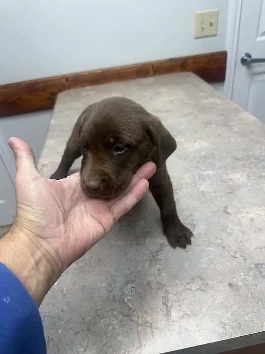 DeKalb Animal Clinic 12