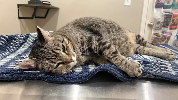 Bluegrass Veterinary Clinic, LLC 12